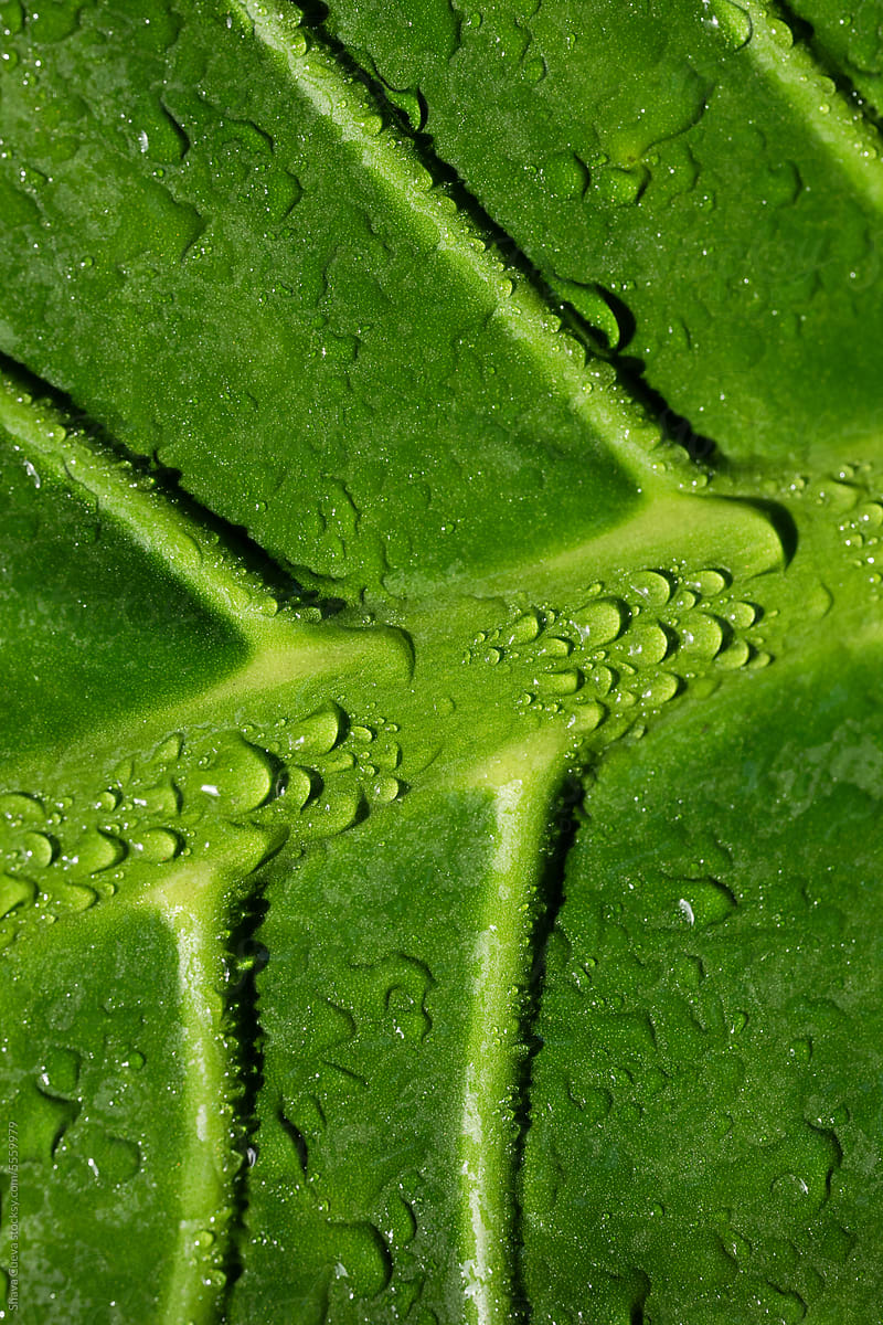 A deep green colorful leaf with water droplets