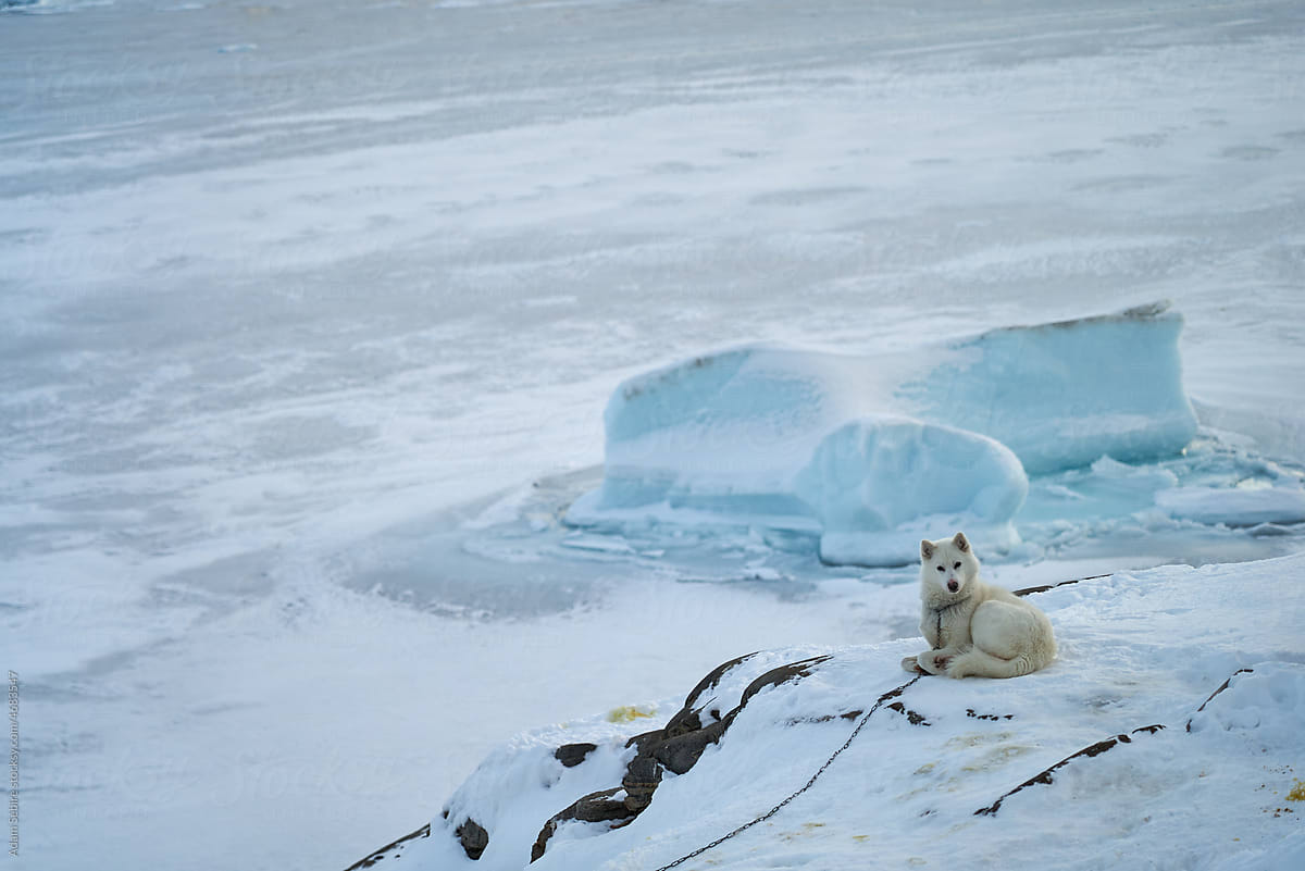 Greenlandic dogs (sledge, sled dog or husky), Greenland Arctic winter