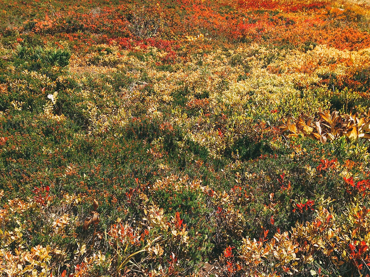 Detail of wildflowers, grasses and plants in apine meadow in autumn