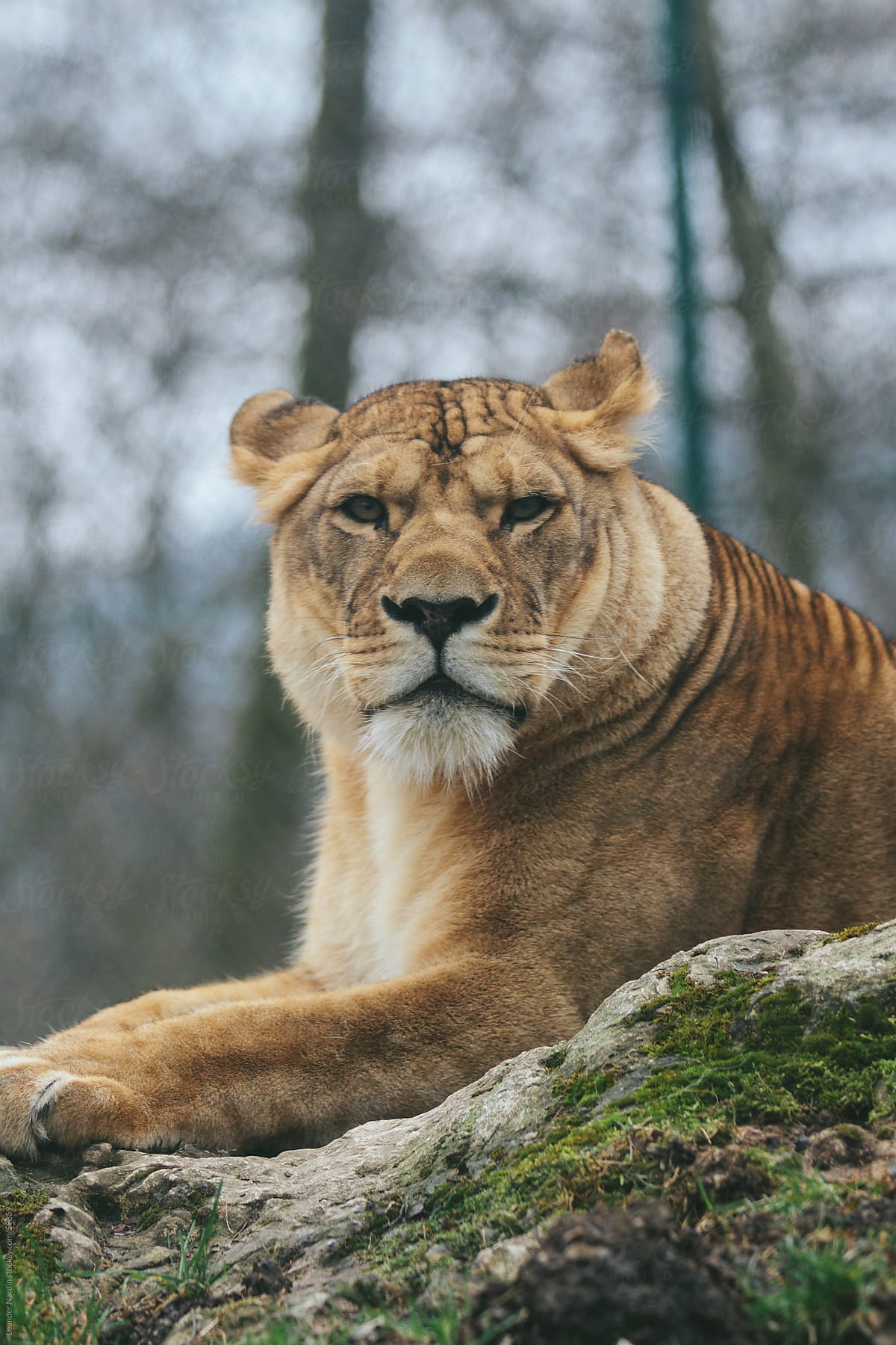 portrait of a female lion lying on a rock