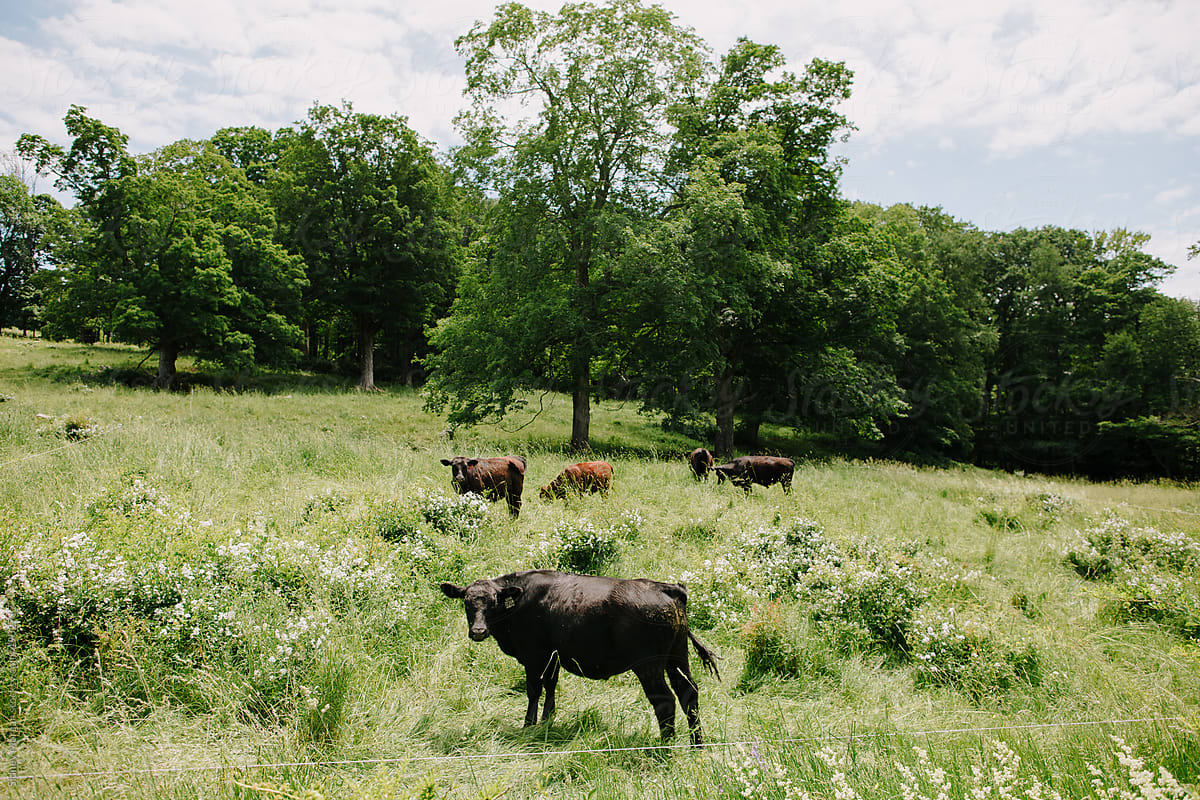 A cow standing in an open pasture with cows behind.