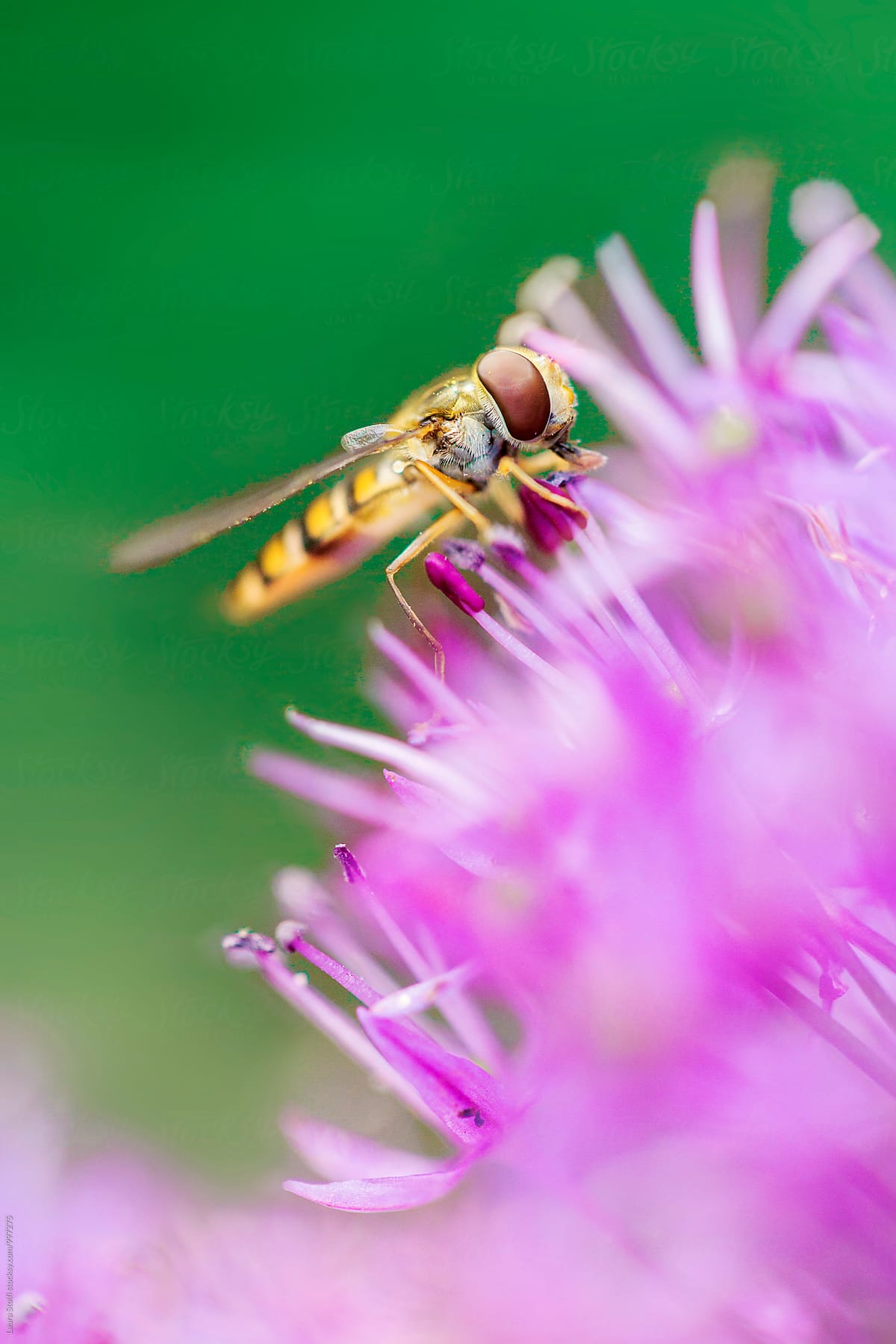 Extreme close-up of hoverfly pollinating purple flowers