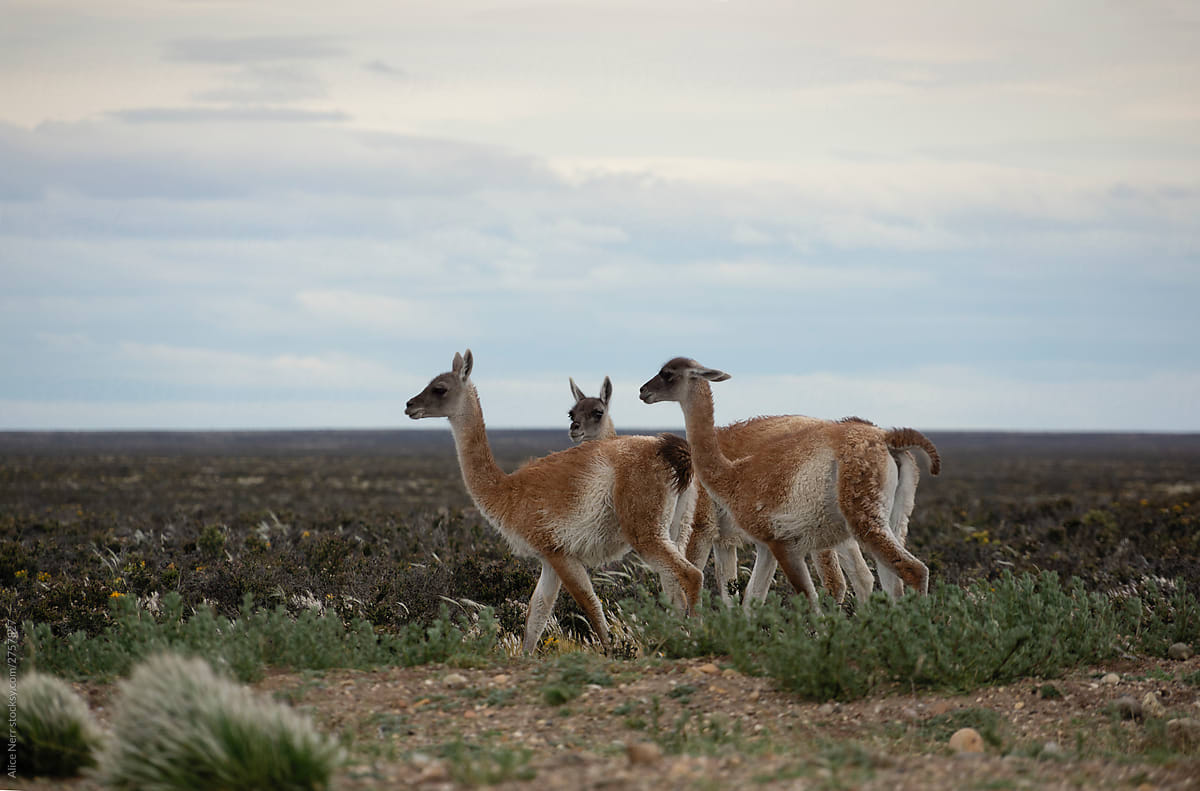 Guanacos on a windy day