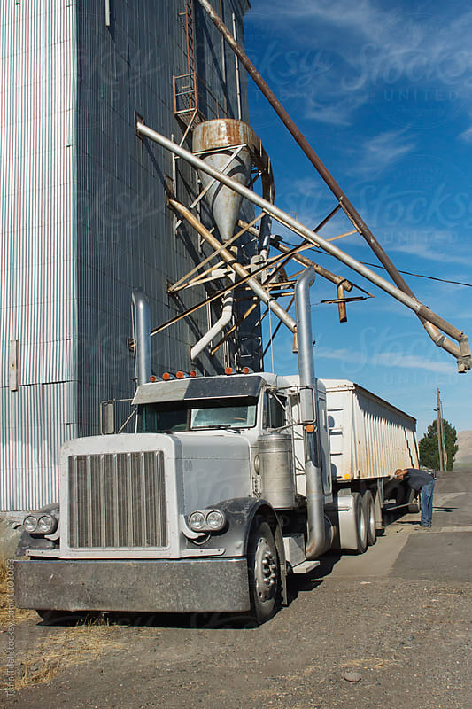 truck hauling wheat grain unloads at grain elevator
