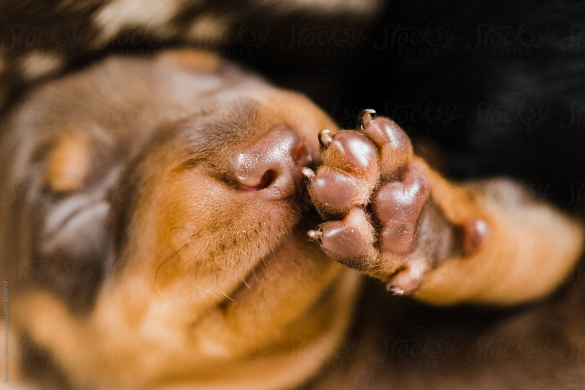 close up of dachshund puppy
