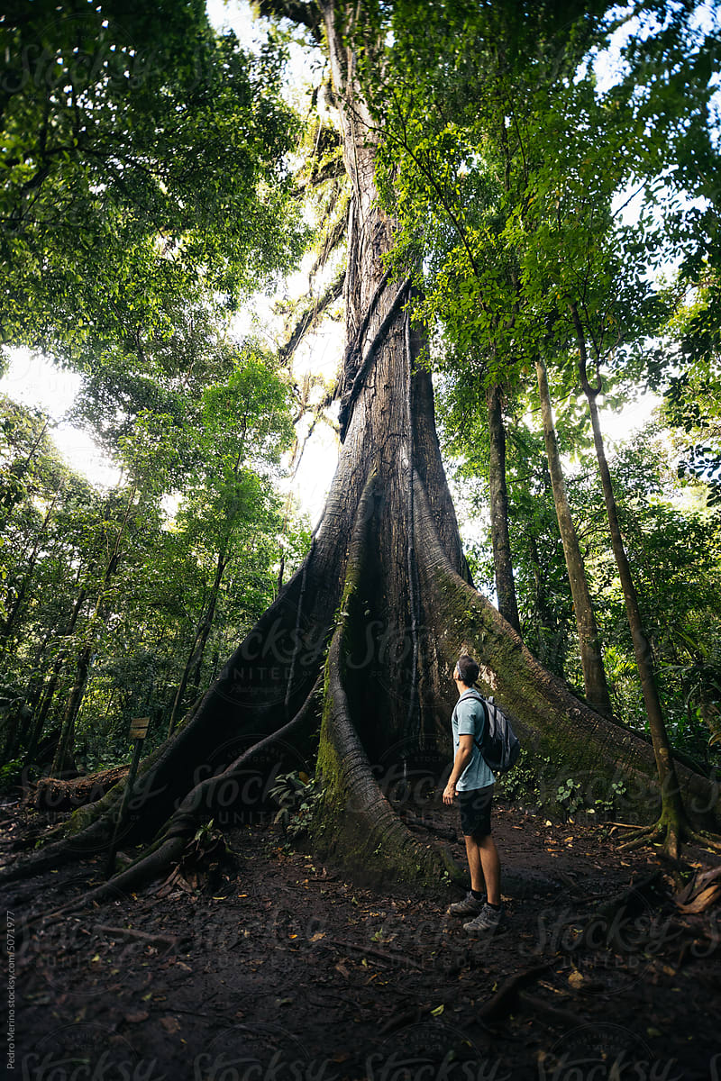 Rear view of a traveler man looking up a huge ficus tree in the jungle