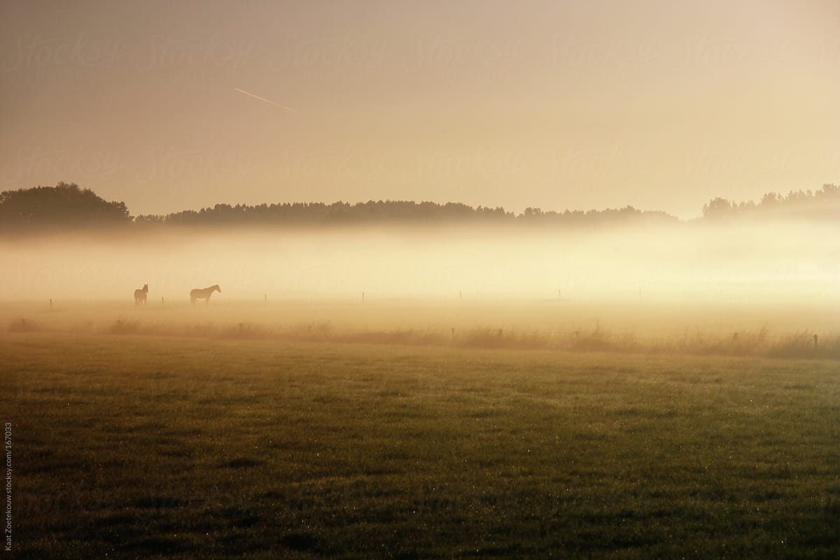A foggy sunlit landscape with horses
