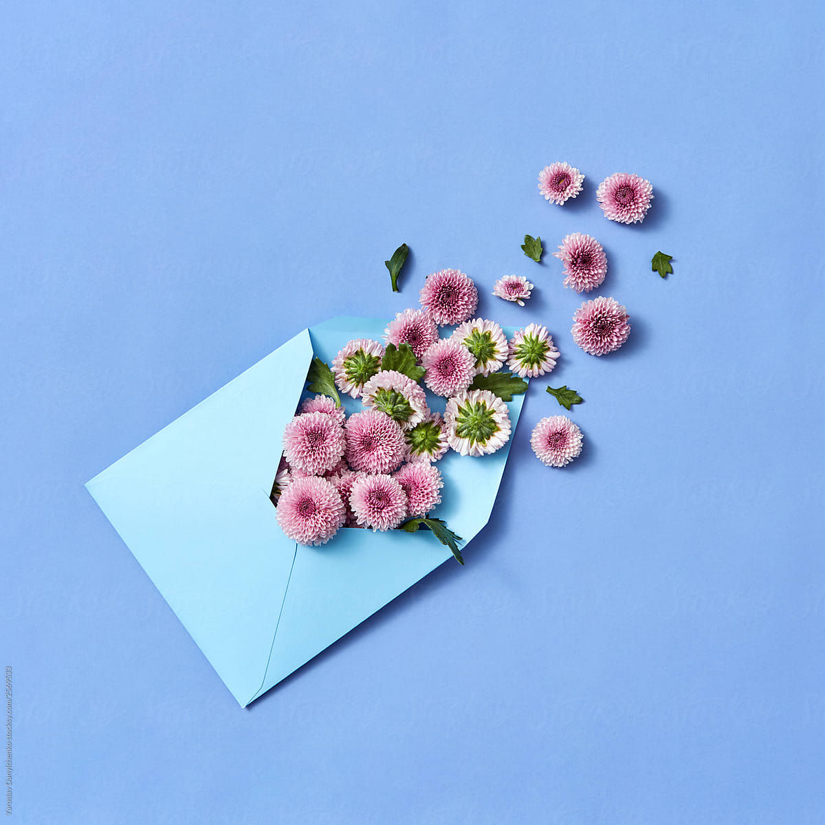 Envelope with hardy chrysanthemums on a pastel background.