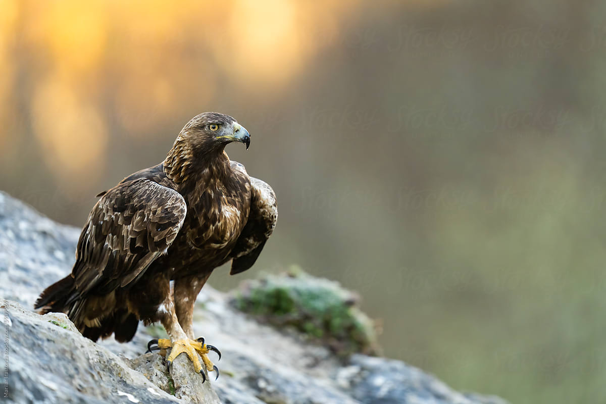 Majestic Golden Eagle Perched On A Rock
