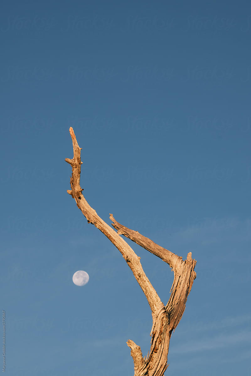Moon in Blue Sky with Dry Driftwood