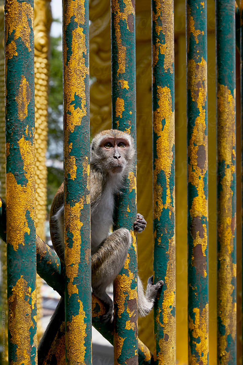 Curious monkey sitting between railing