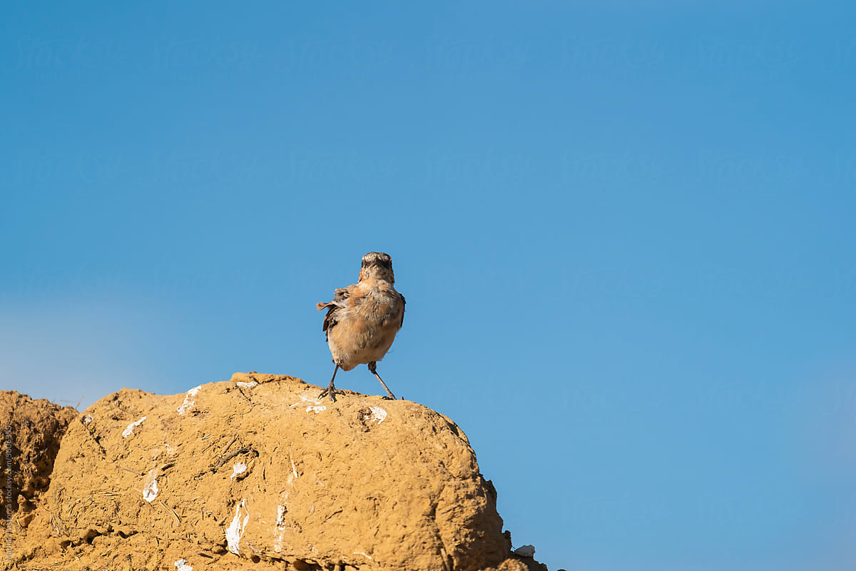 Northern Wheatear Perched On A Mud Wall
