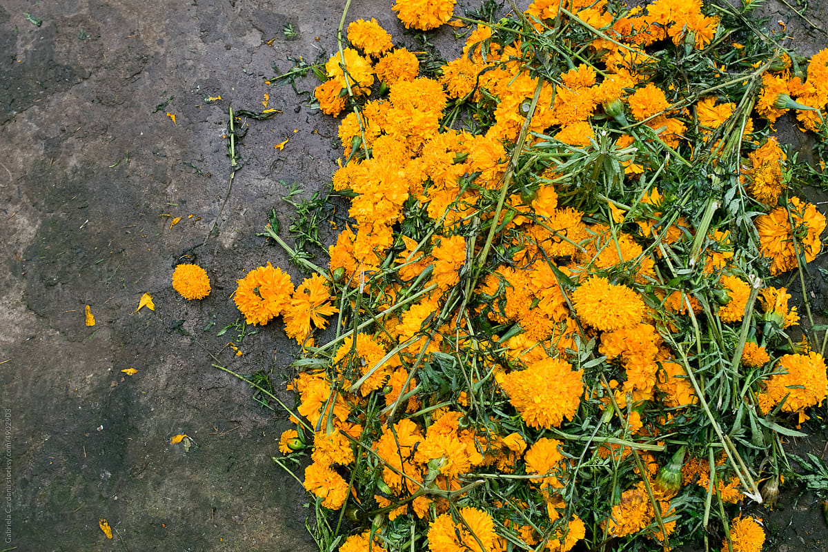 Mexican Marigold on the ground (cempasúchil )