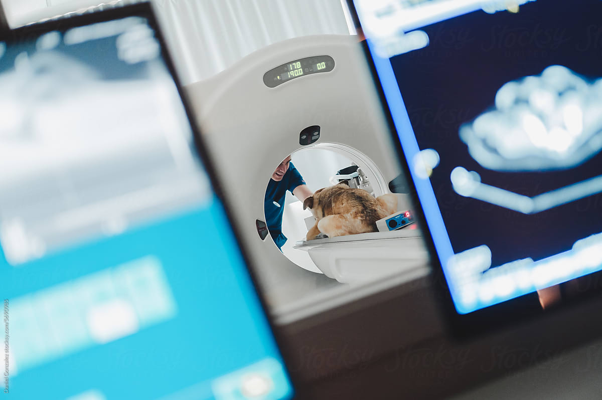 Anonymous man doctor standing near sick dog at scanner