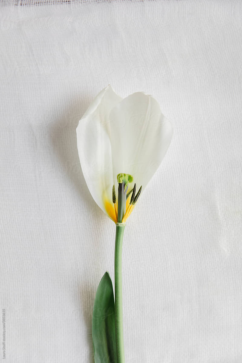 What\'s left of a tulip flower