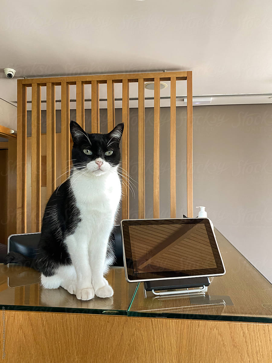 User-generated content: serious cat at the reception desk