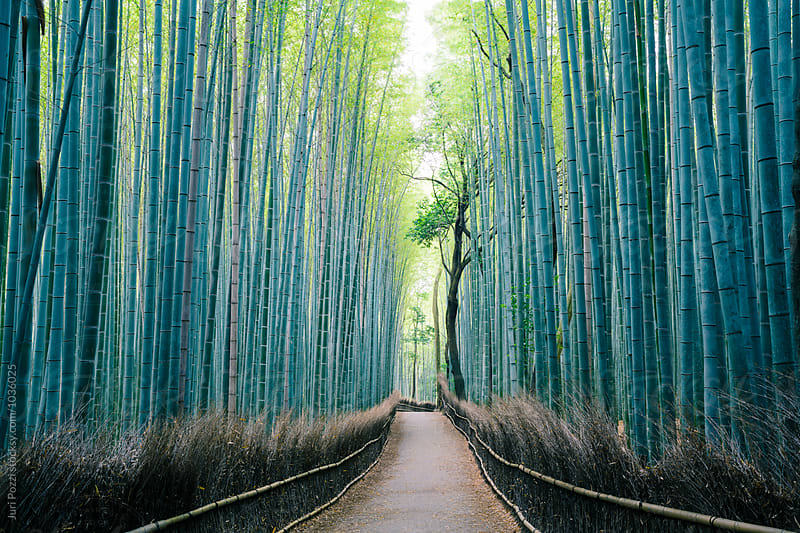 arashiyama japanese bamboo forest, Kyoto, Japan