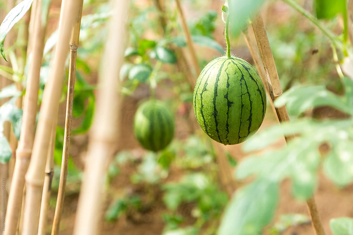 watermelons on the vine