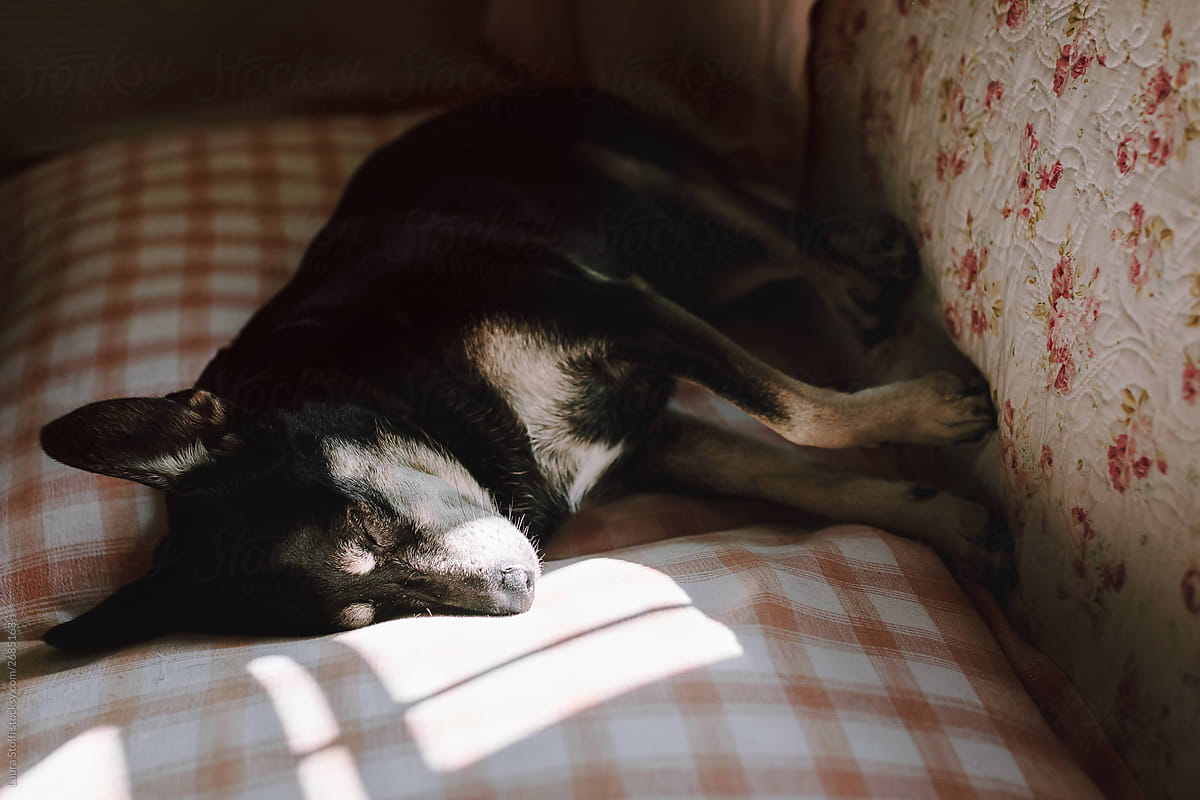 Crossbreed dog snoozing on couch with sunshine coming from a window