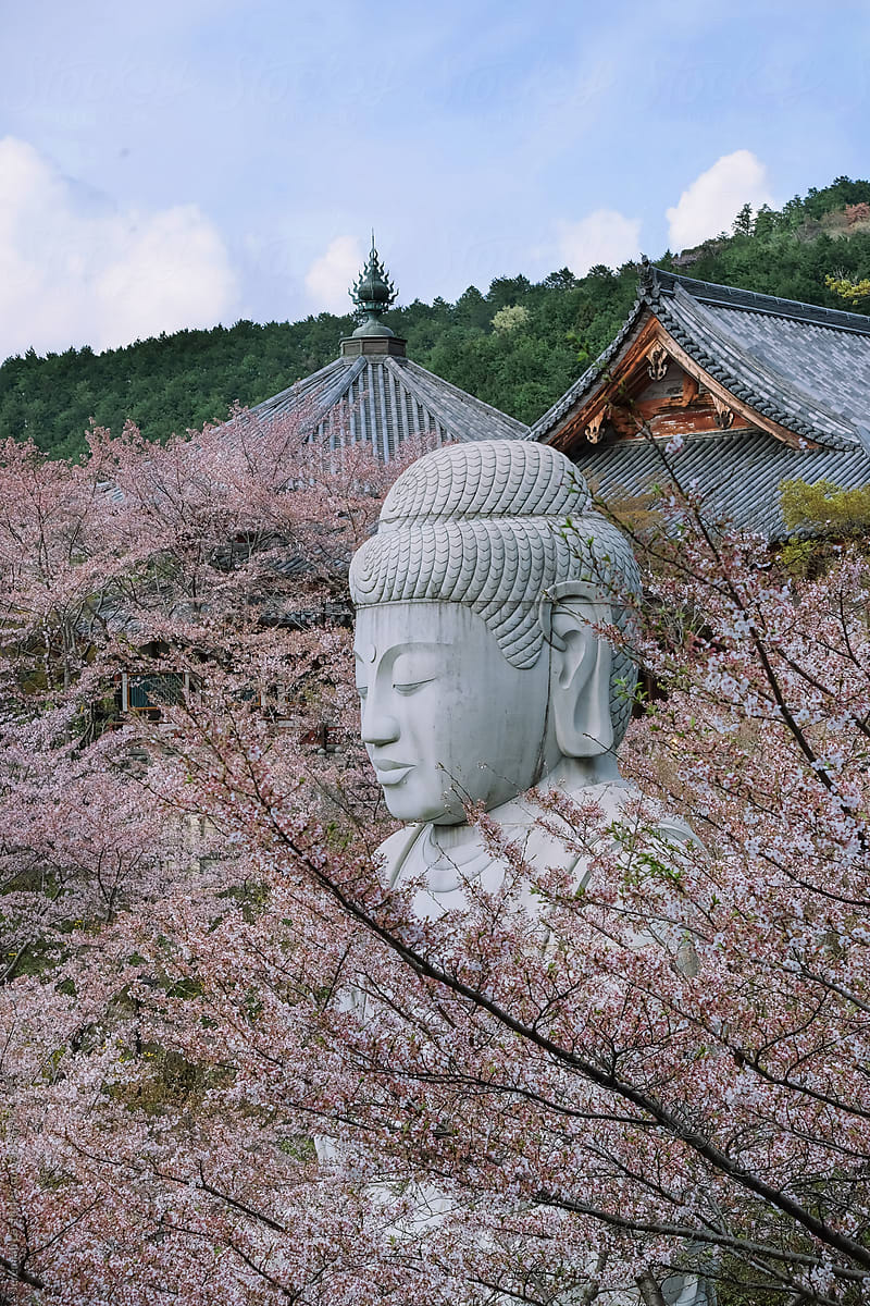 Giant Buddha Statue in Cherry Blossom Season