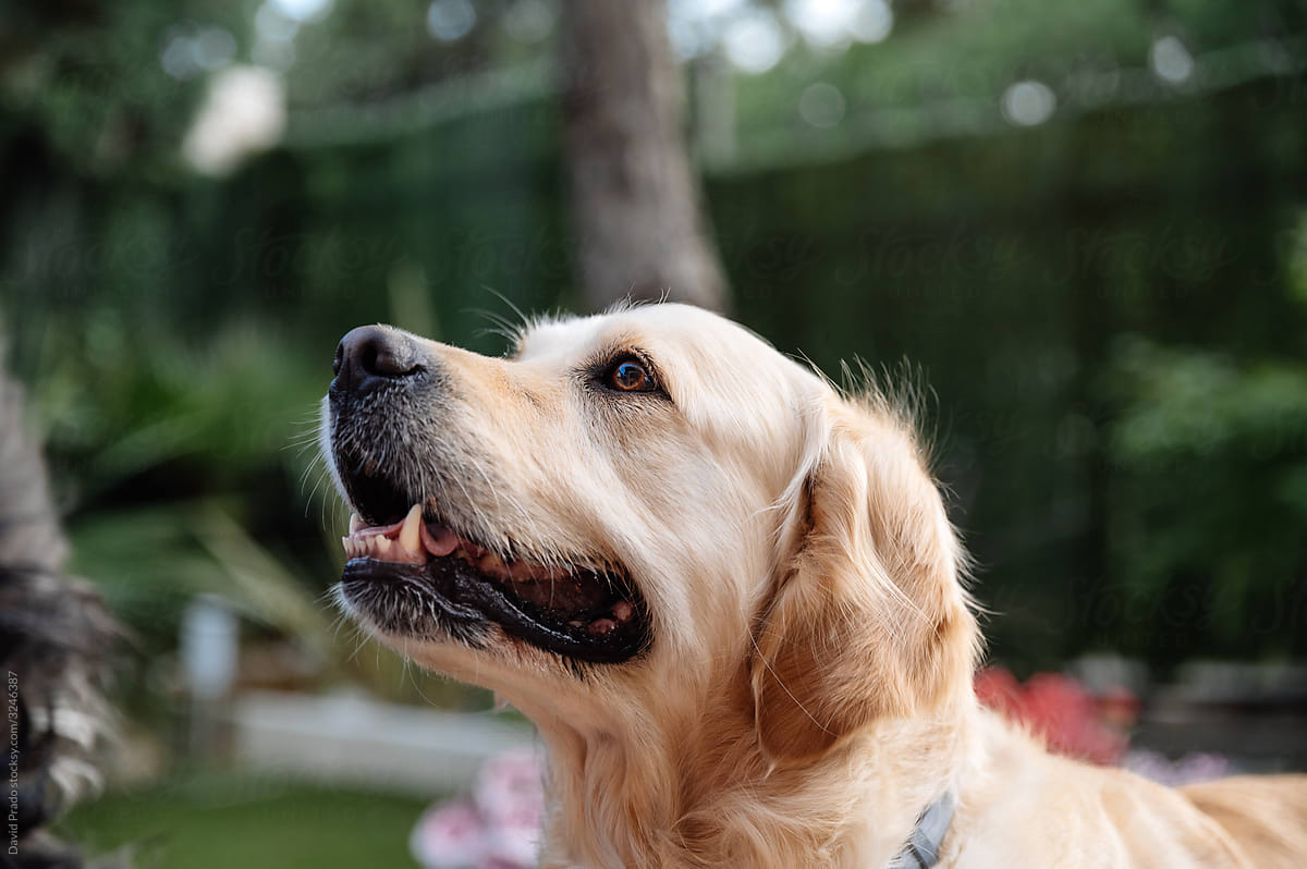 Adorable pedigreed dog sitting on green lawn