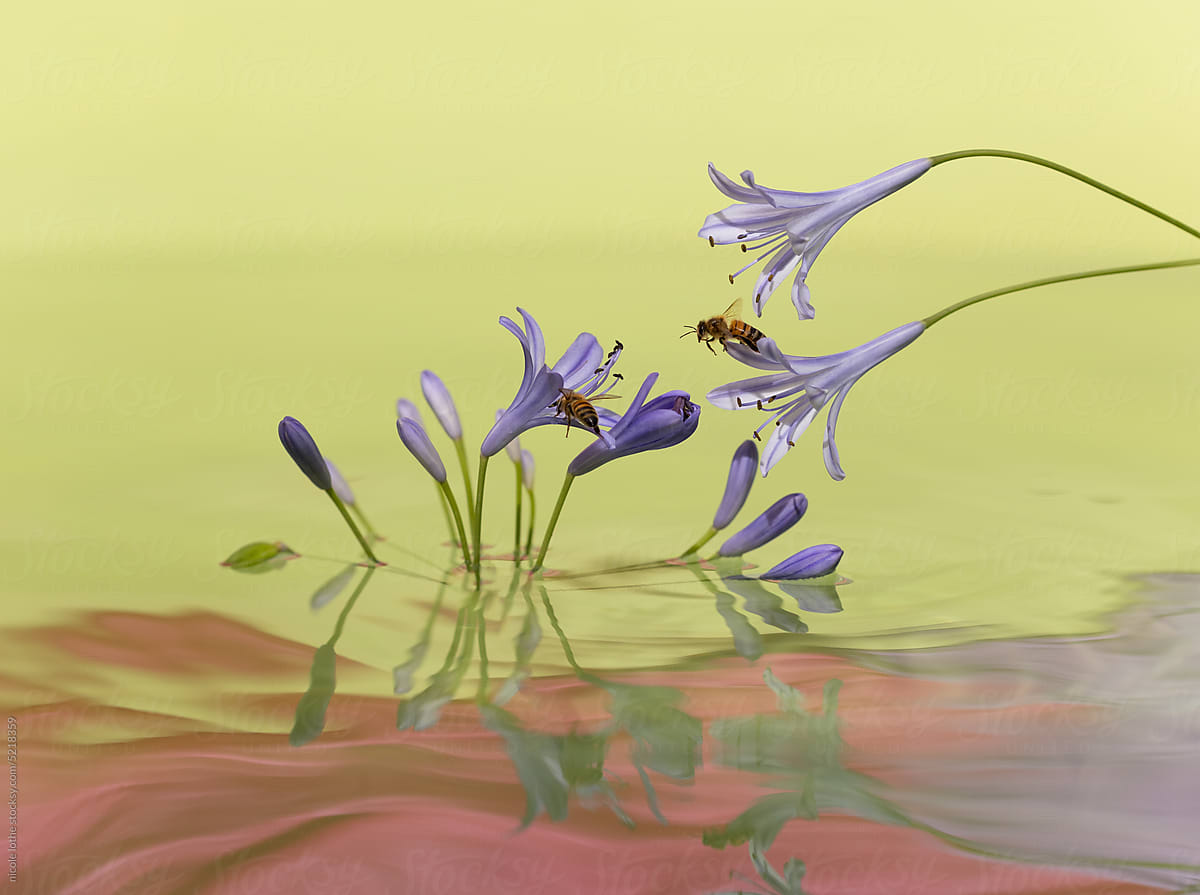 Bees on Agapanthus over psychedelic water.