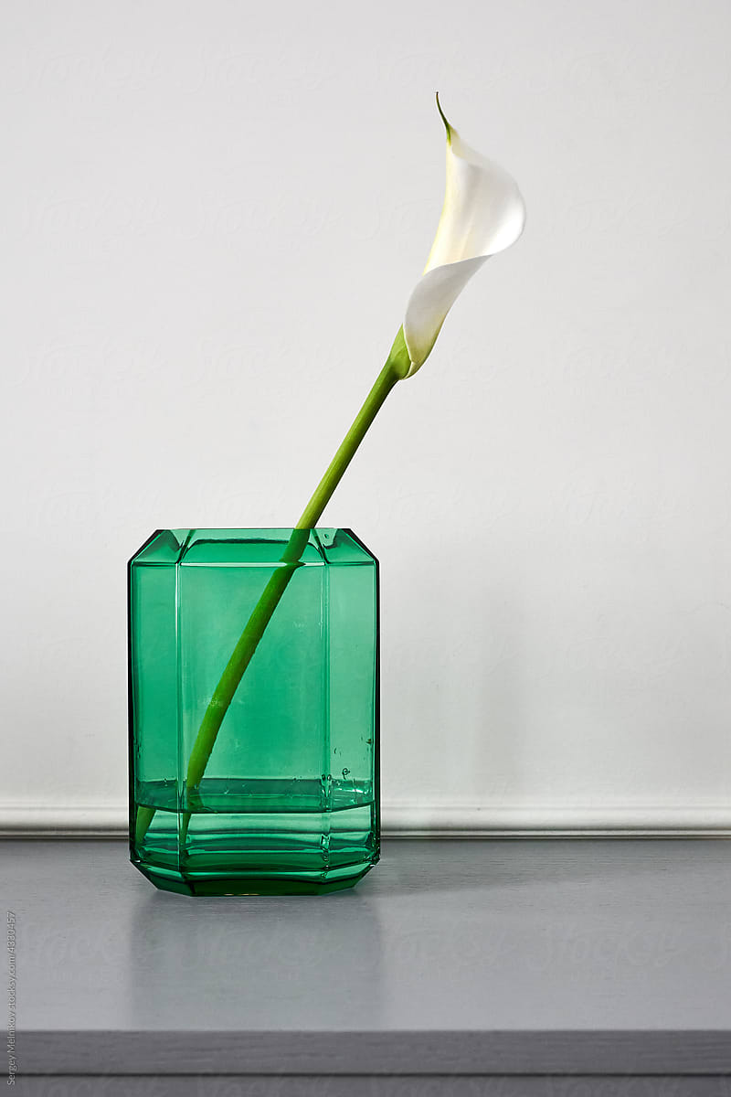 Calla lily in glass vase