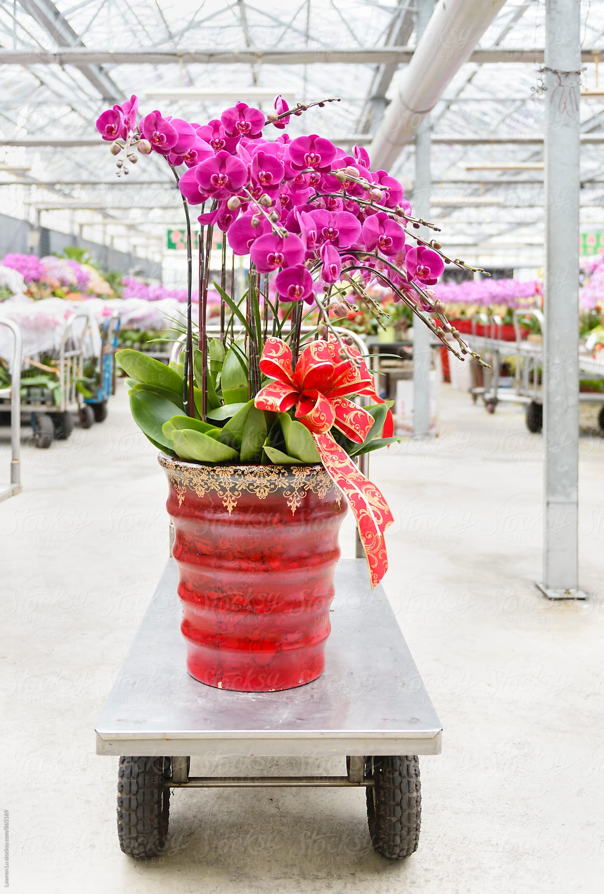 Big moth orchid plant with ribbon on cart