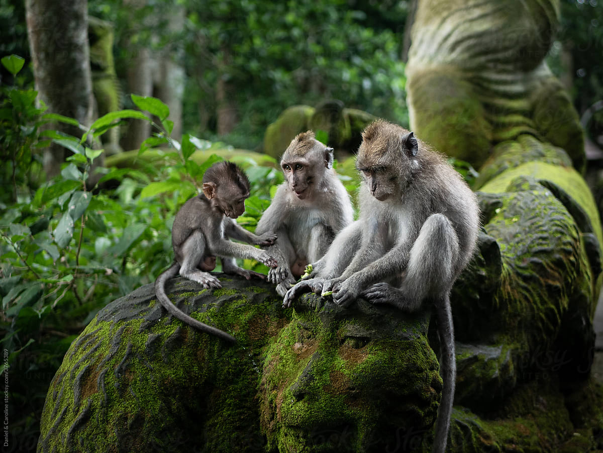A monkey family with a baby monkey sitting in the tropical jungle.