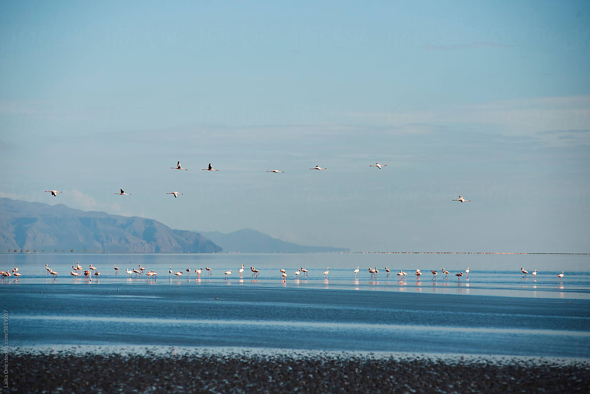 Flamingos On A Lake