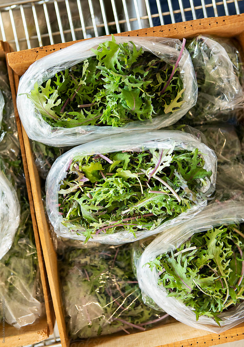 Farm: Overhead View Of Lettuces Bagged For Market