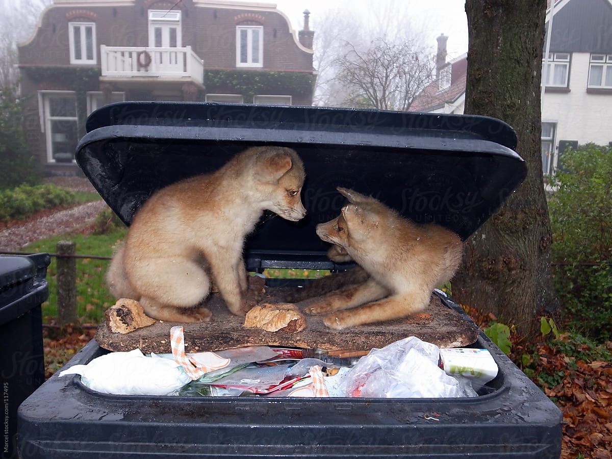 Two stuffed foxes in the trash