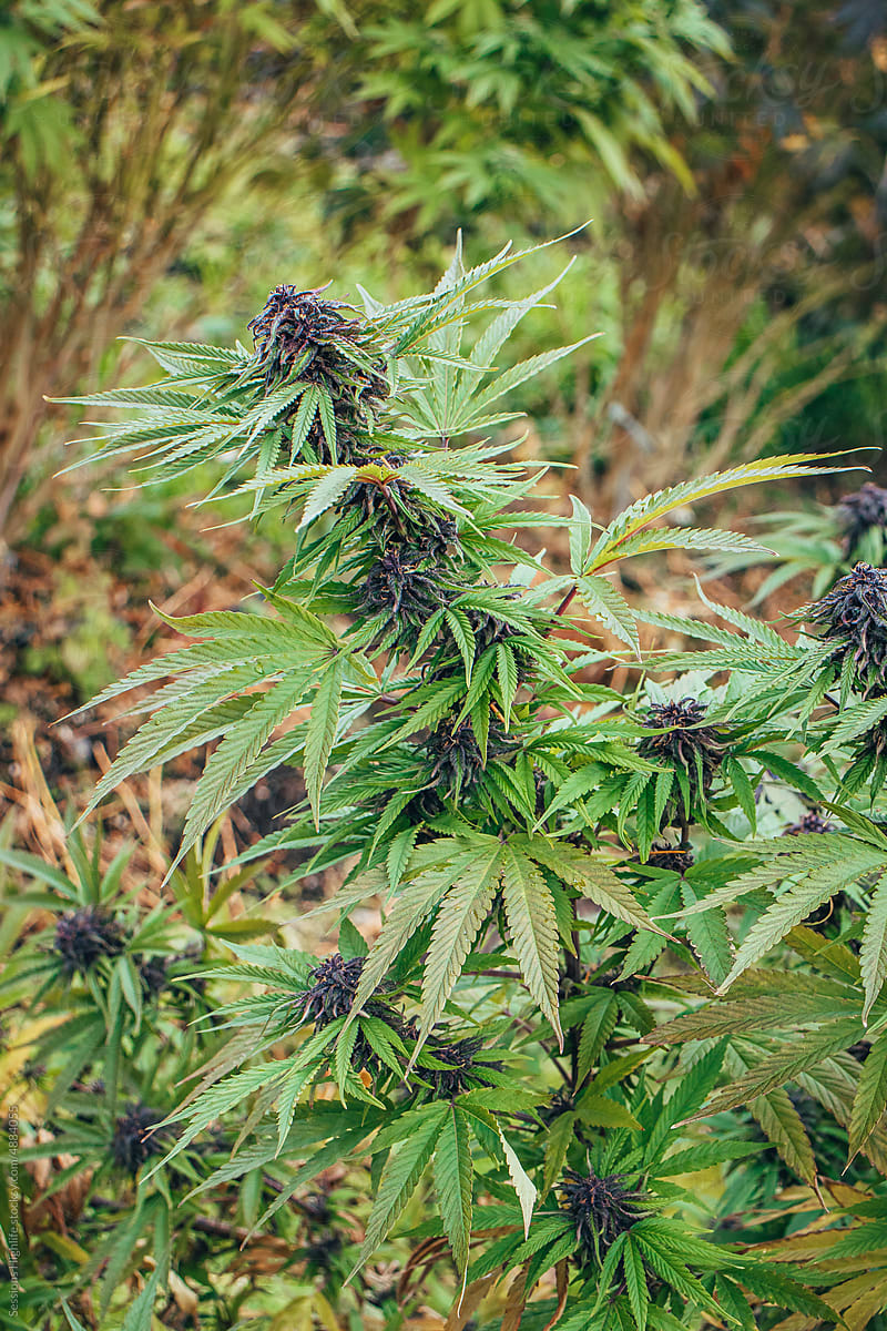 Cannabis plants growing outside