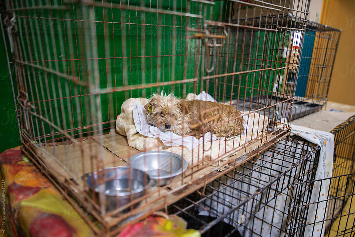Sad little dog lying down in crate at animal shelter