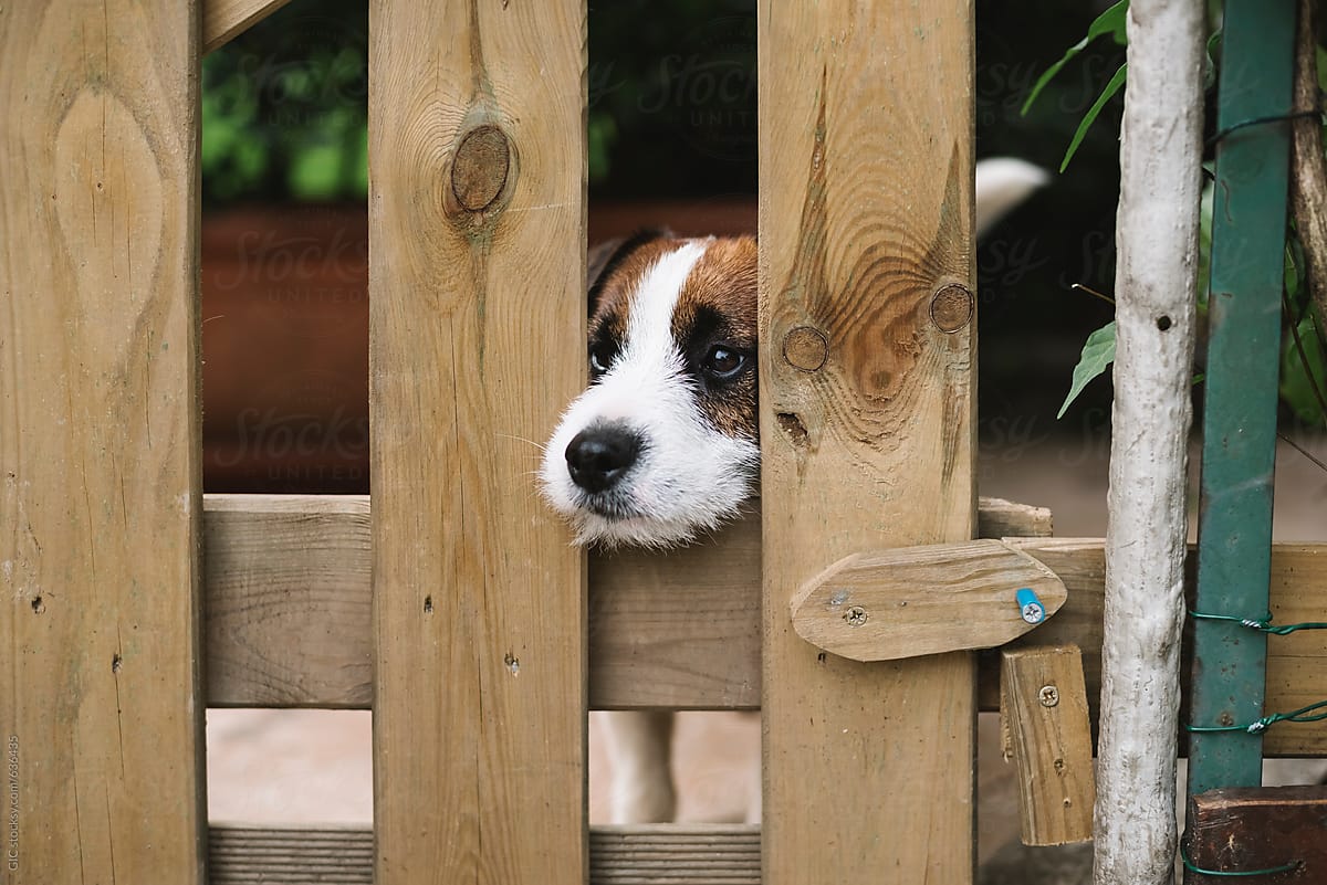 Cute dog looking behing a fence