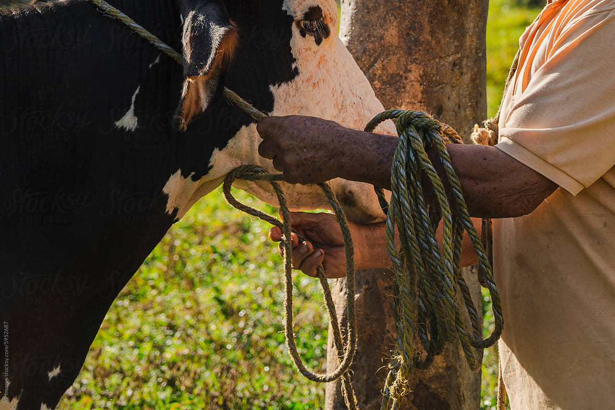 Farmer tying the head of a cow