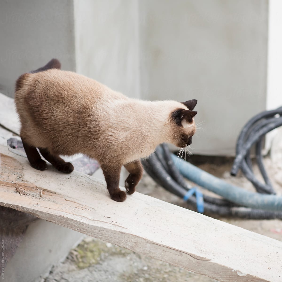 Curious cat exploring residential building site