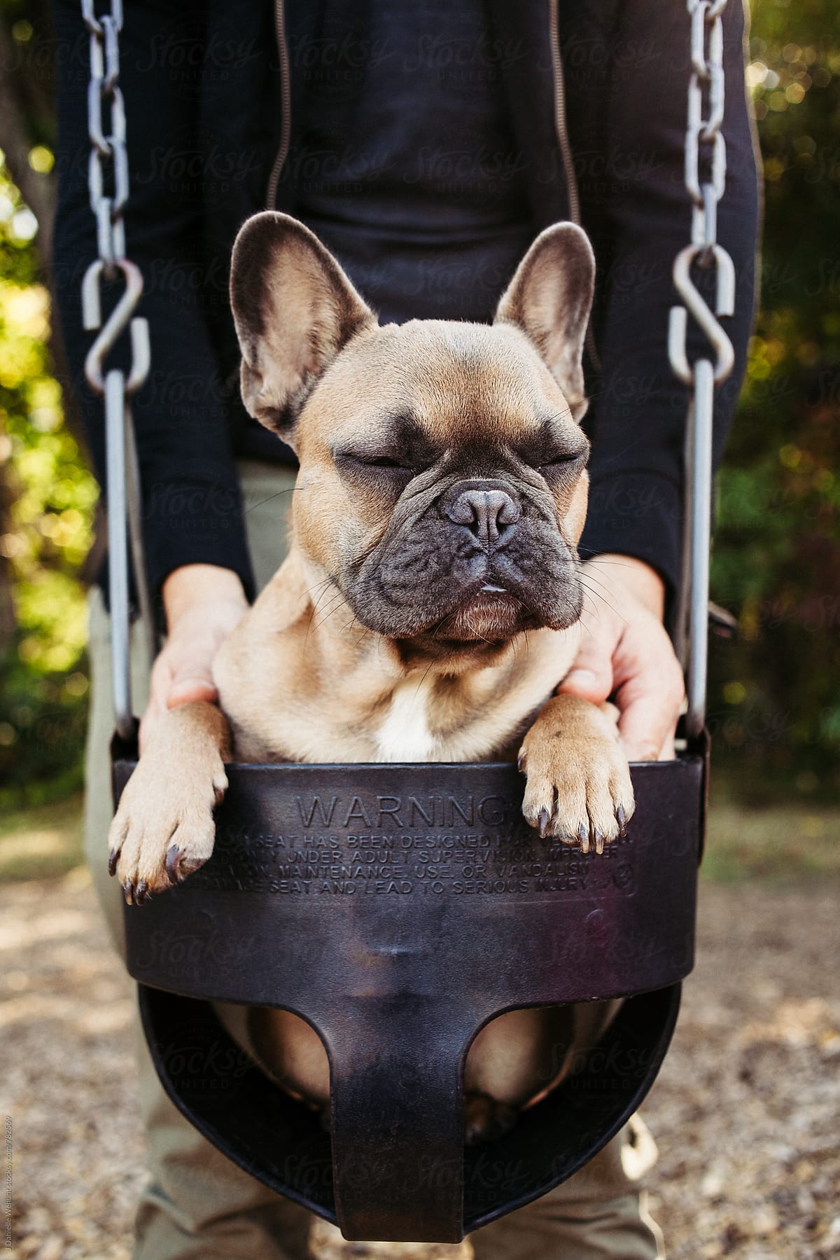 A brown french bulldog puppy swinging in a baby swing at