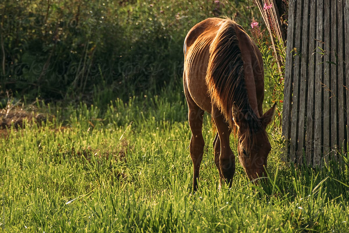 Horse graze meadow field sunset summer nature