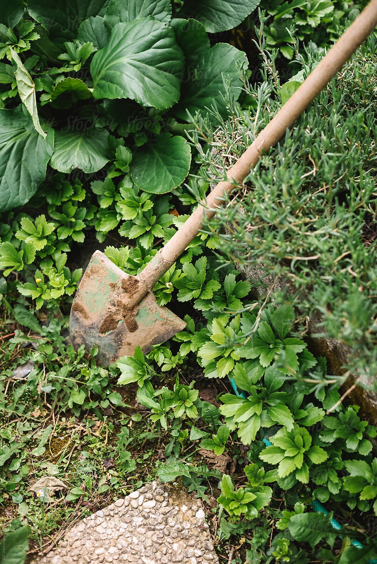 Shovel in the garden