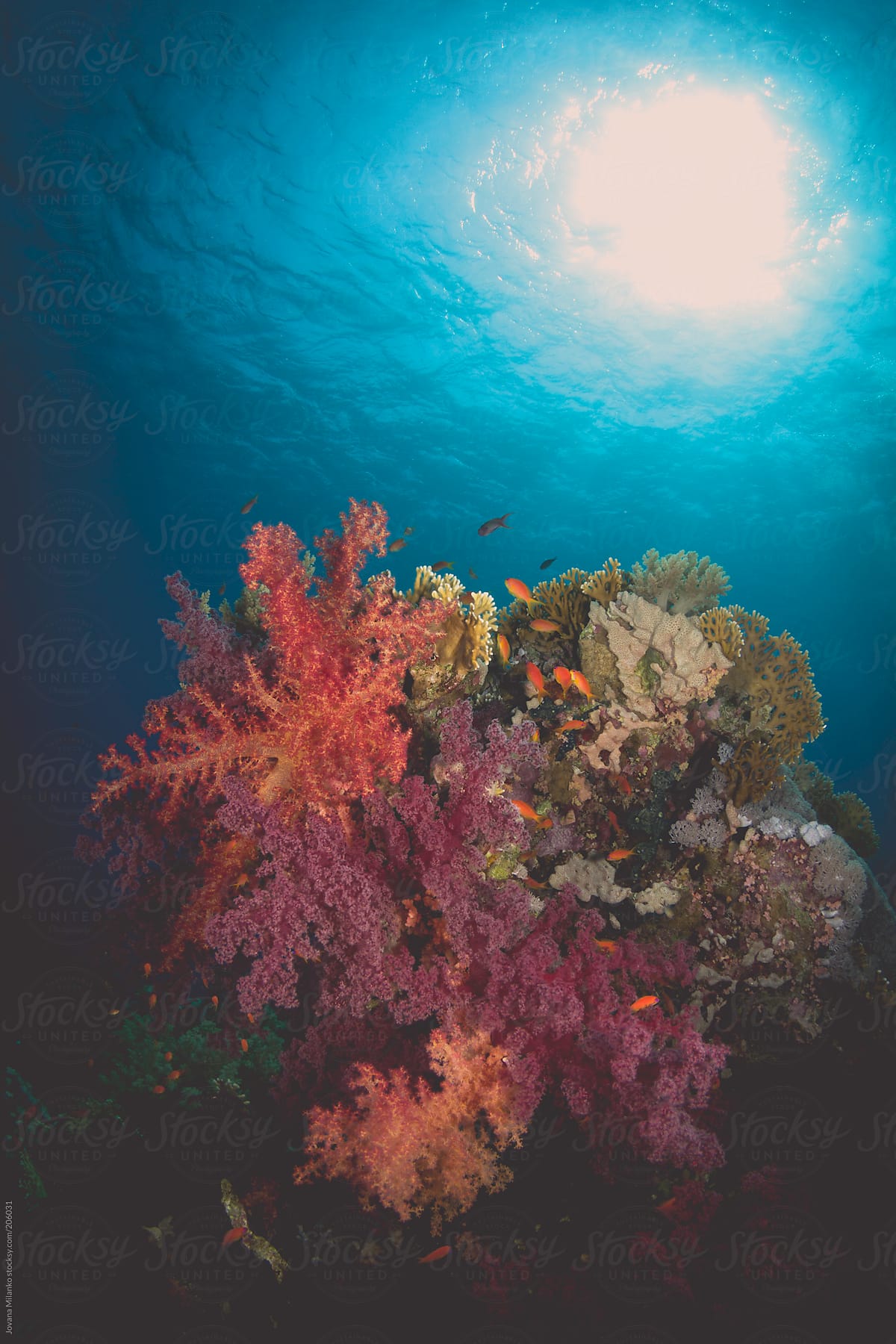 Coral Reef Underwater