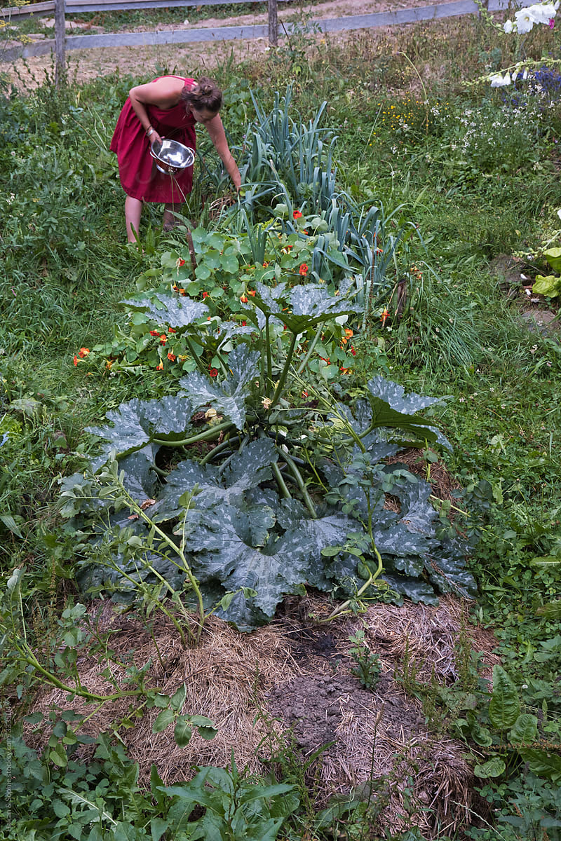 woman picking food from her vegetable garden