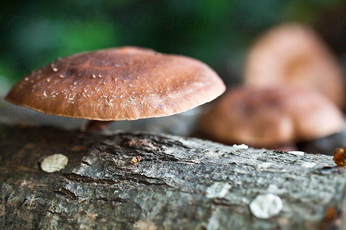 Shiitake Mushrooms Growing on Innoculated Oak Logs