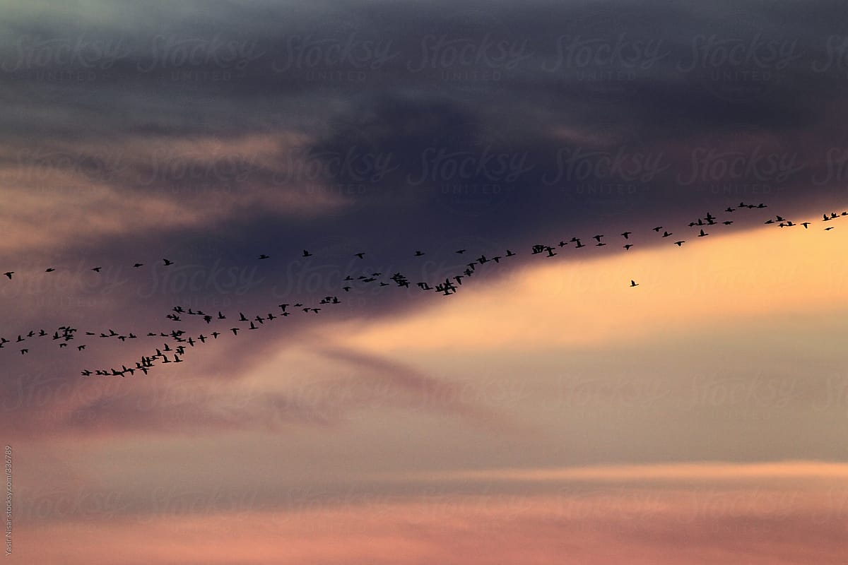 Flock of migratory birds at sunset