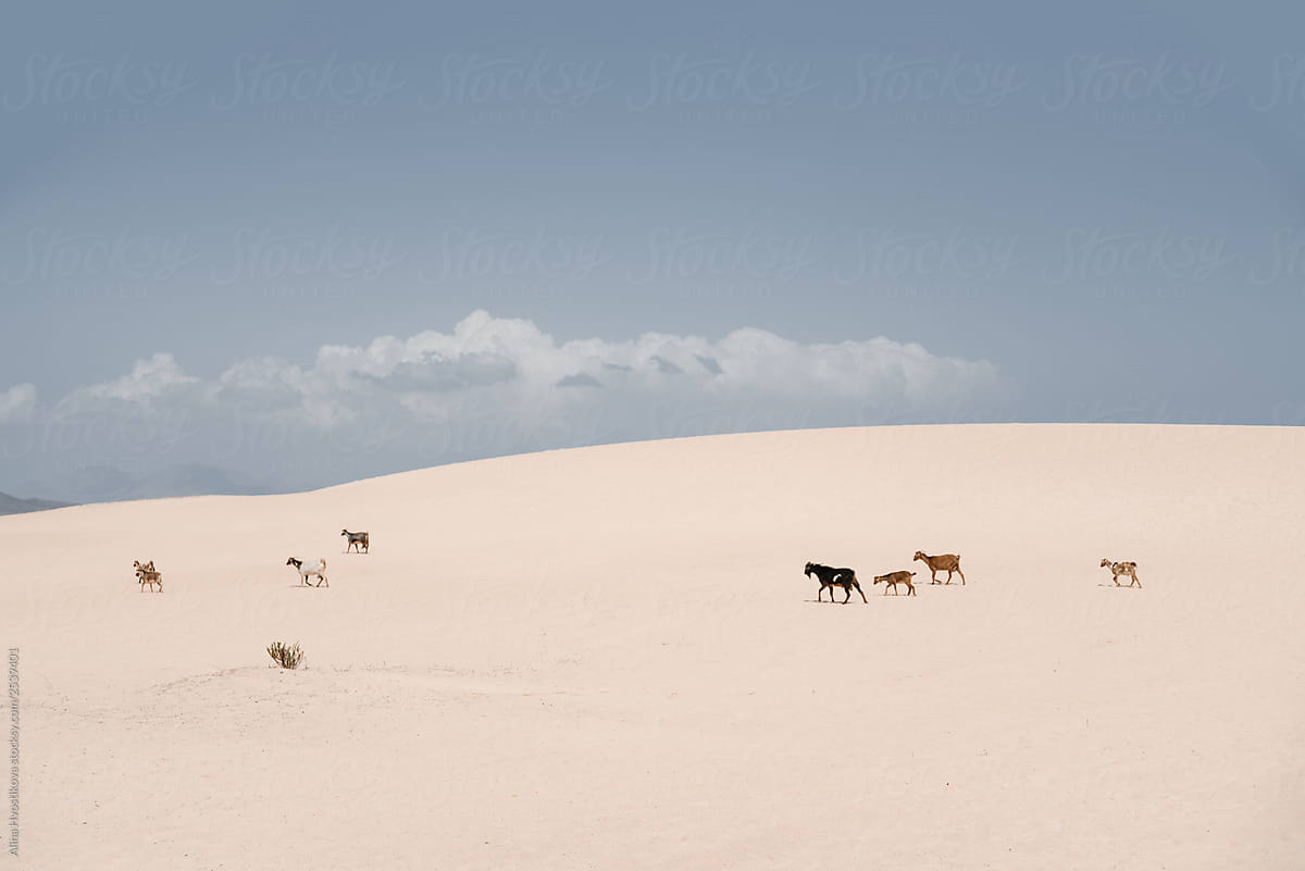Goats walking in sandy wilderness.