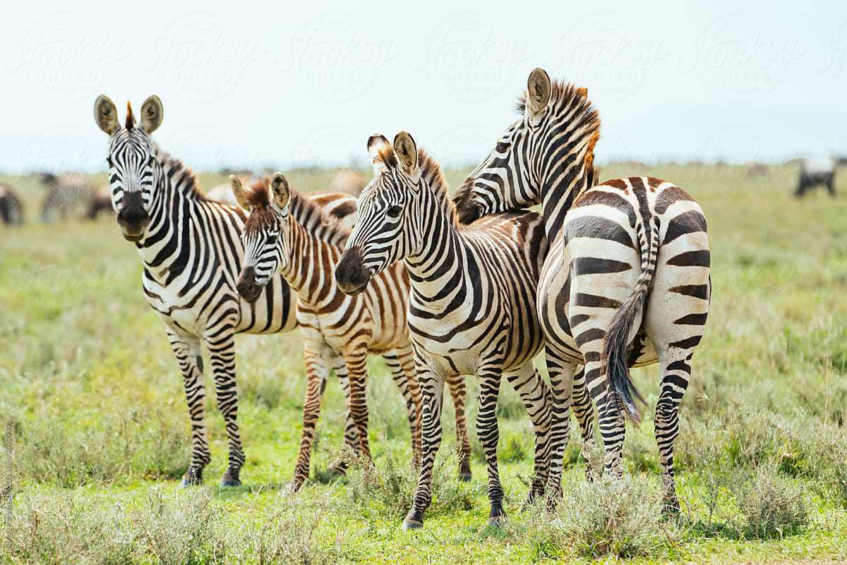 Zebras on the Grassland Safari