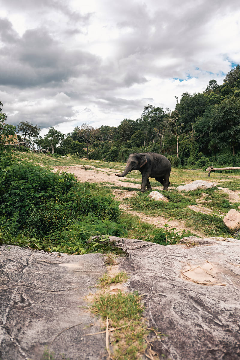 Elephant in a natural park