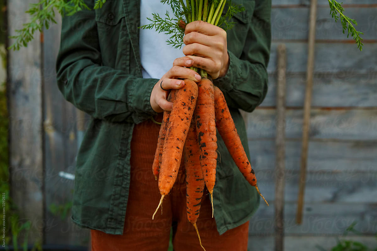 Crop female farmer with bunch of carrots