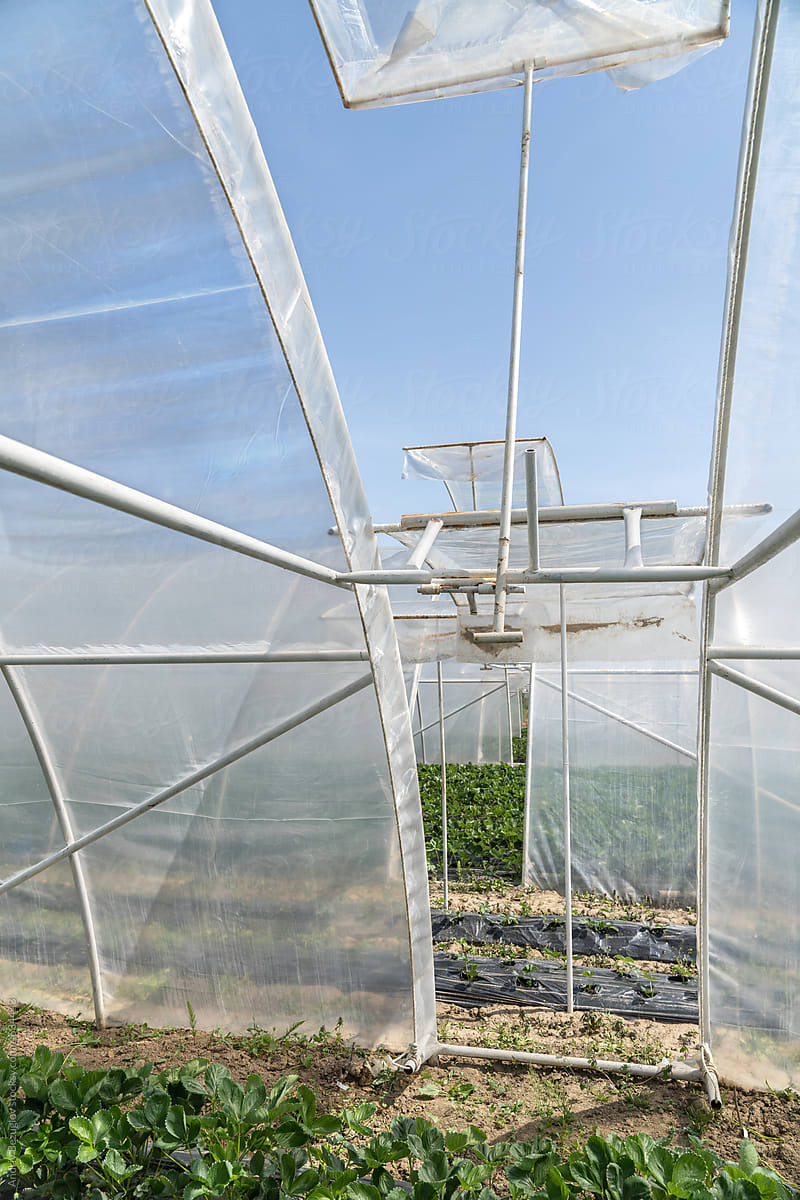 Few big greenhouses with many berry plants