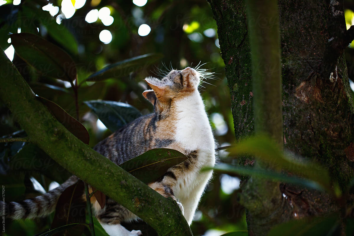 Cat looking up on tree